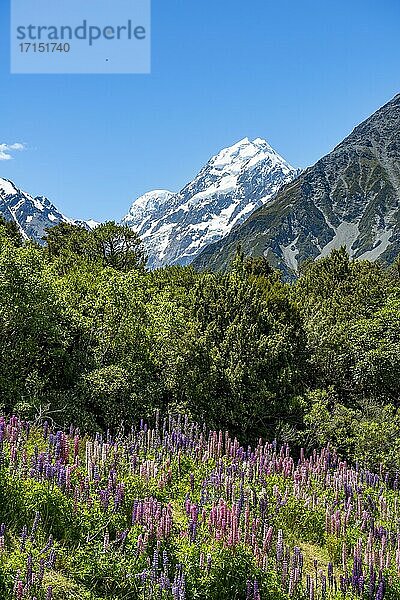 Lila Vielblättrige Lupinen (Lupinus polyphyllus)  hinten Mount Cook  Hooker Valley  Canterbury  Südinsel  Neuseeland  Ozeanien