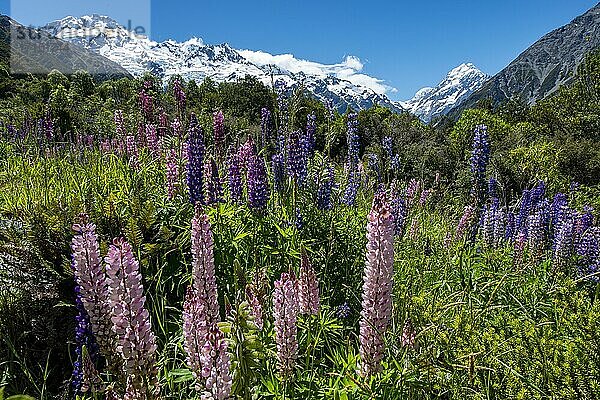 Lila Vielblättrige Lupinen (Lupinus polyphyllus)  hinten schneebedeckte Berge mit Mount Cook  Hooker Valley  Canterbury  Südinsel  Neuseeland  Ozeanien
