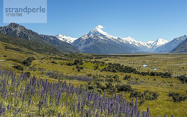 Blühende lila Blumen  hinten Mount Cook und schneebedeckte Berge  Mount-Cook-Nationalpark  Südalpen  Canterbury  Südinsel  Neuseeland  Ozeanien