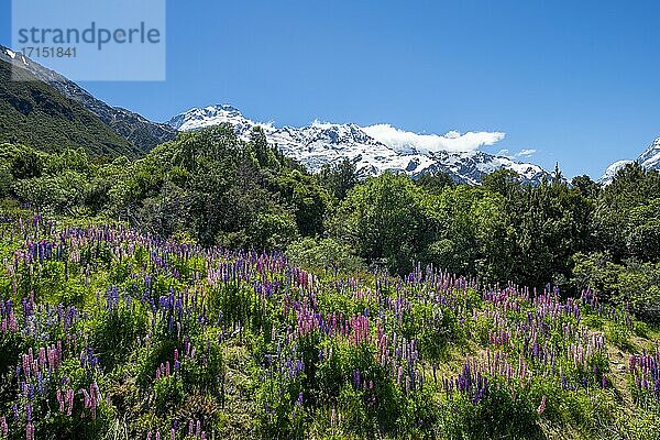 Lila Vielblättrige Lupinen (Lupinus polyphyllus)  hinten schneebedeckte Berge  Hooker Valley  Canterbury  Südinsel  Neuseeland  Ozeanien