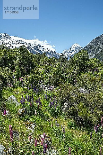 Lila Vielblättrige Lupinen (Lupinus polyphyllus)  hinten schneebedeckte Berge mit Mount Cook  Hooker Valley  Canterbury  Südinsel  Neuseeland  Ozeanien