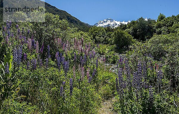 Wanderweg durch lila Vielblättrige Lupinen (Lupinus polyphyllus)  hinten schneebedeckte Berge  Hooker Valley  Canterbury  Südinsel  Neuseeland  Ozeanien