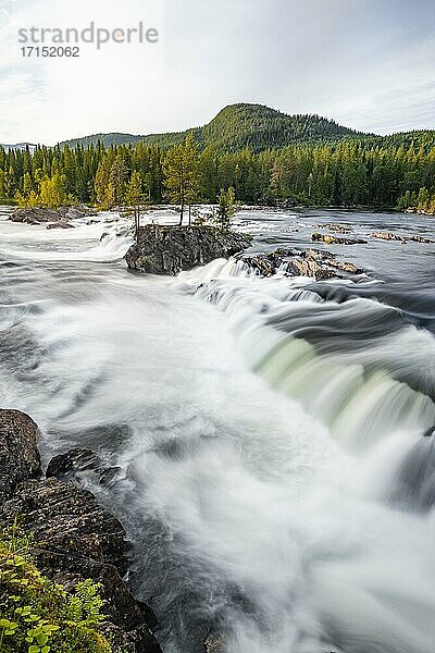 Stromschnelle im Fluss Namsen  Nadelwald  Namsskogan  Trøndelag  Norwegen  Europa