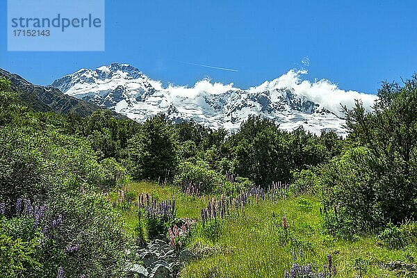 Lila Vielblättrige Lupinen (Lupinus polyphyllus)  hinten schneebedeckte Berge  Hooker Valley  Canterbury  Südinsel  Neuseeland  Ozeanien