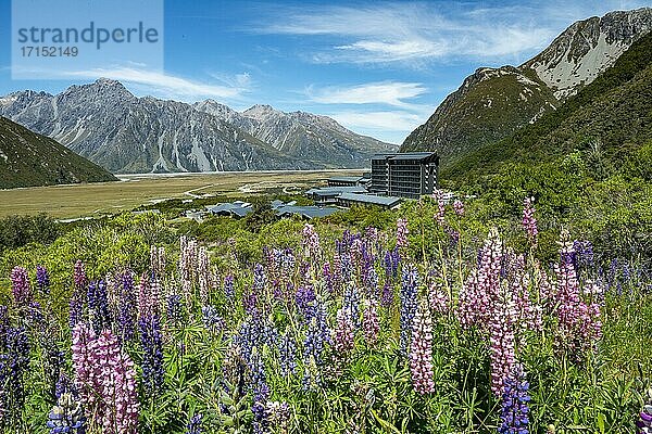 Lila Vielblättrige Lupinen (Lupinus polyphyllus)  hinten Hotel The Hermitage Hotel  Aoraki/Mount Cook Village  Canterbury  Südinsel  Neuseeland  Ozeanien