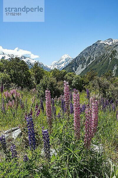 Lila Vielblättrige Lupinen (Lupinus polyphyllus)  hinten schneebedeckte Berge mit Mount Cook  Hooker Valley  Canterbury  Südinsel  Neuseeland  Ozeanien