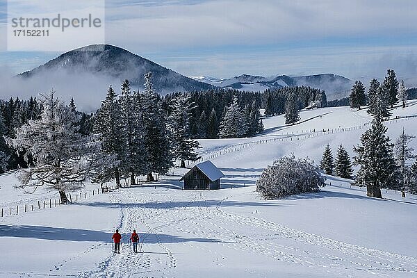 Winterliches Almenland mit Schneeschuhwanderer  Steiermark  Österreich  Europa
