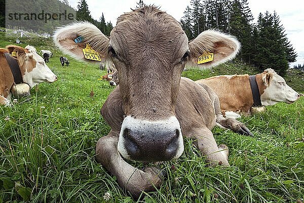 Kühe auf der Weide  Portrait  bei Obermaiselstein  Oberallgäu  Allgäu  Bayern  Deutschland  Europa