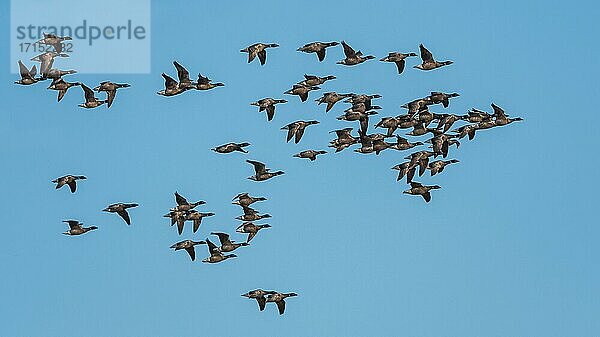 Ringelgänse  Ringelgans (Branta bernicla)  im Flug am Himmel  Devon  England  Großbritannien  Europa