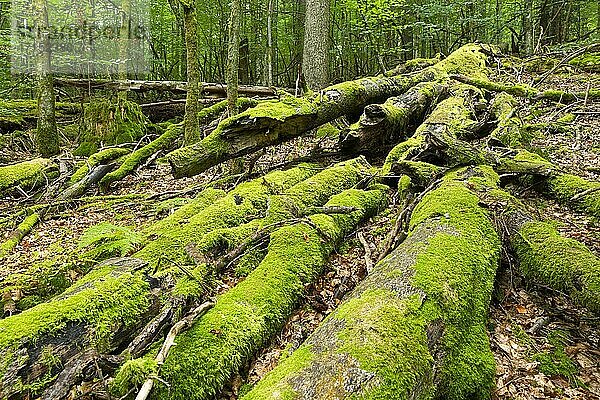 Abgestorbene  mit Moos bewachsene Rotbuche (Fagus sylvatica)  Totholz  Nationalpark Bayerischer Wald  Bayern  Deutschland  Europa