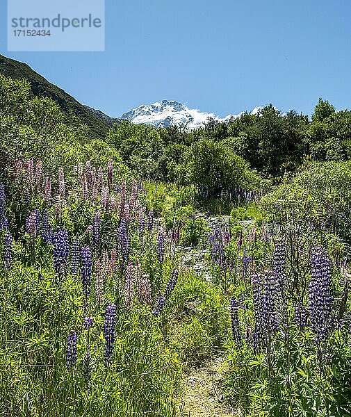 Wanderweg durch Lupinen  lila Vielblättrige Lupinen (Lupinus polyphyllus)  hinten schneebedeckte Berge  Hooker Valley  Canterbury  Südinsel  Neuseeland  Ozeanien