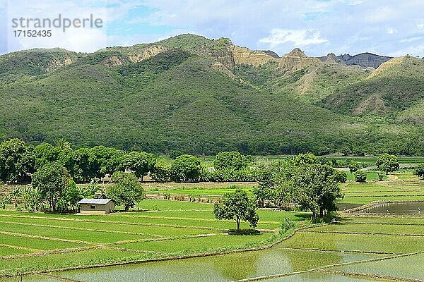 Landschaft mit Reisfelder  Region Amazonas  Provinz Utcubamba  Peru  Südamerika