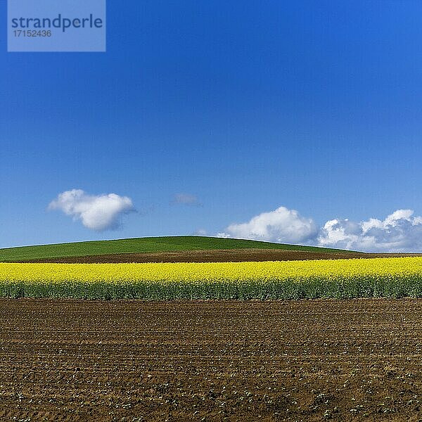 Raps auf einem Feld  Departement Puy de Dome  Auvergne-Rhone-Alpes  Frankreich  Europa