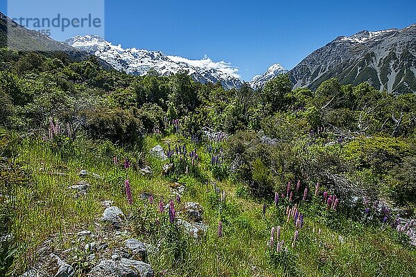 Lila Vielblättrige Lupinen (Lupinus polyphyllus)  hinten schneebedeckte Berge mit Mount Cook  Hooker Valley  Canterbury  Südinsel  Neuseeland  Ozeanien