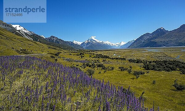 Blühende lila Blumen  hinten Mount Cook und schneebedeckte Berge mit Tasman River  Mount-Cook-Nationalpark  Südalpen  Canterbury  Südinsel  Neuseeland  Ozeanien