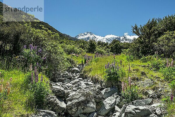 Wanderweg durch lila Vielblättrige Lupinen (Lupinus polyphyllus)  hinten schneebedeckte Berge  Hooker Valley  Canterbury  Südinsel  Neuseeland  Ozeanien