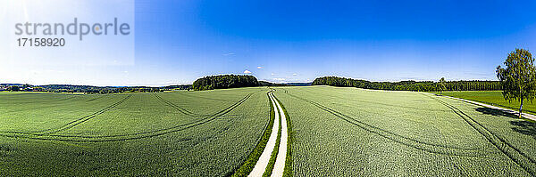 Luftaufnahme einer unbefestigten Straße  die durch ein grünes Weizenfeld im Sommer führt