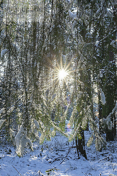 Germany  Brandenburg  Forest in winter at sunrise