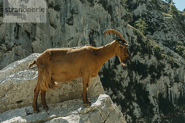 Goat standing at edge of mountain at Cares Trail in Picos De Europe National Park  Asturias  Spain