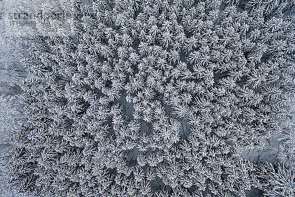 Blick aus dem Hubschrauber auf einen schneebedeckten Wald