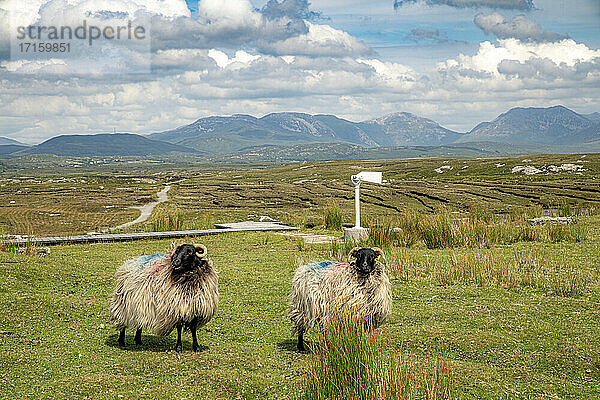 Schaf stehend auf einem Feld an einem sonnigen Tag gegen einen bewölkten Himmel