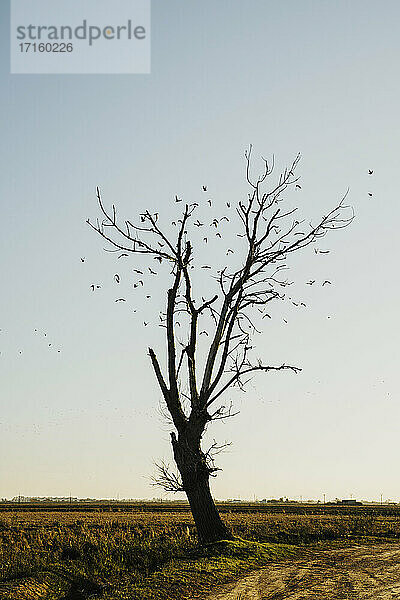 Vogelschwarm  der an einem kahlen Baum auf einem Feld gegen den Himmel im Ebrodelta  Spanien  vorbeifliegt