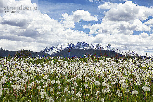 Meadow of dandelion flowers agianst cloudy sky