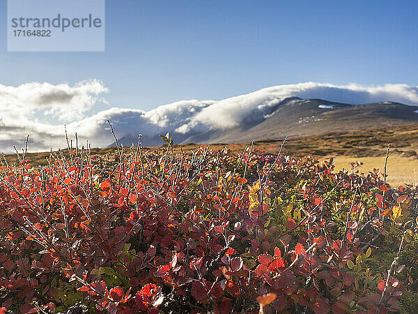 Red flowers of blueberry in filed against mountain at Jamtland on sunny day  Sweden