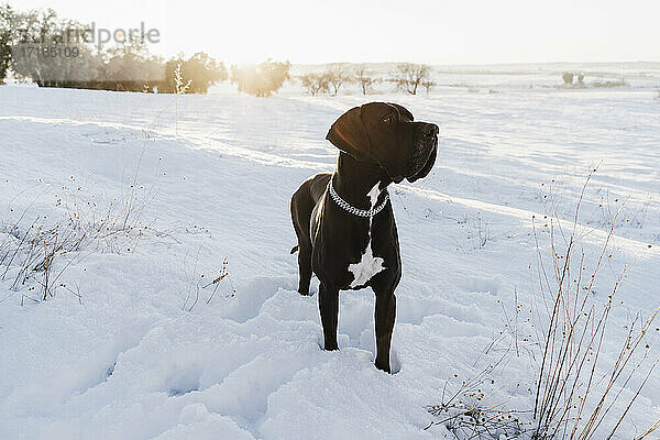 Deutsche Dogge schaut weg  während sie bei Sonnenuntergang im Schnee steht