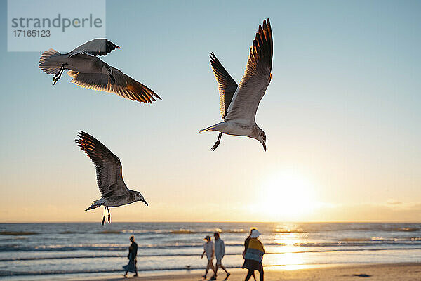 Seagulls flying at Siesta Key Beach against sky during sunset