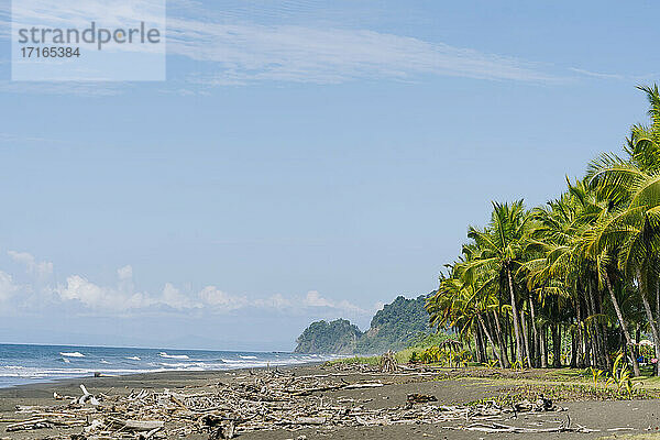 Costa Rica  Jaco  Palm trees along sandy beach