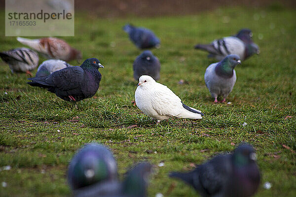 Porträt einer weißen Taube  die im Freien inmitten einer Herde steht
