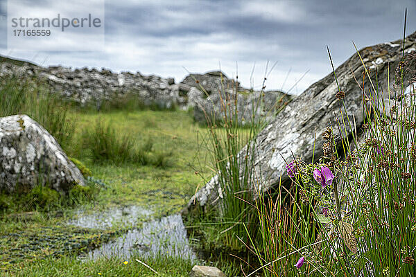 Republik Irland  Grafschaft Donegal  Gras wächst um das megalithische Cloghanmore-Grab