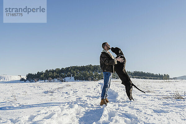 Verspielter Doggenhund  der sich an einen Mann lehnt  während er im Schnee vor einem klaren blauen Himmel steht