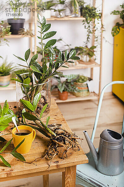 Zamioculcas Zamiifolia Pflanze und Kaffeetasse auf dem Tisch zu Hause