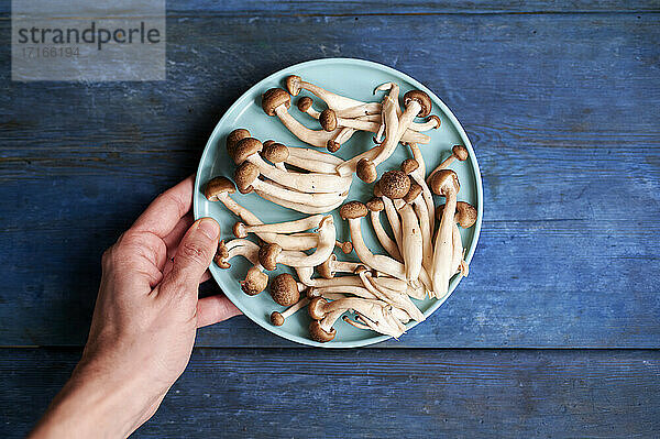 Hand of man holding plate ofCyclocybe aegerita edible mushrooms
