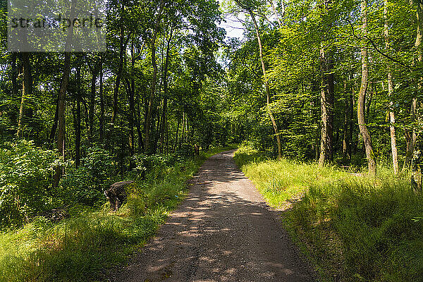 Empty footpath in Thuringian Forest on sunny day