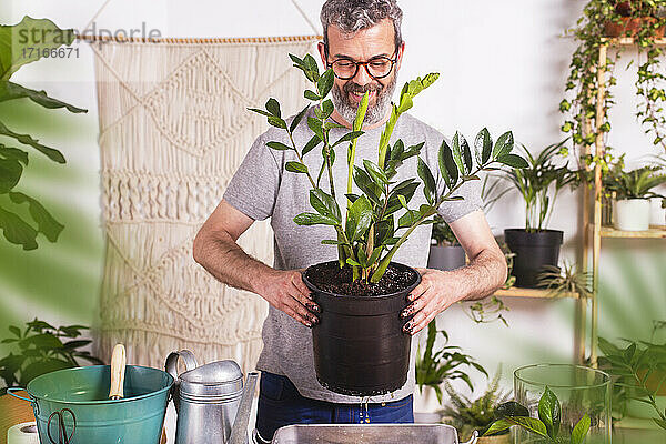 Lächelnder Mann  der einen Blumentopf mit einer Zamioculcas Zamiifolia Pflanze trägt  während er zu Hause steht
