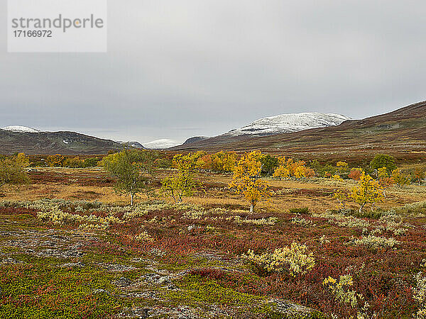 Autumn land against snowcapped mountains at Jamtland  Sweden