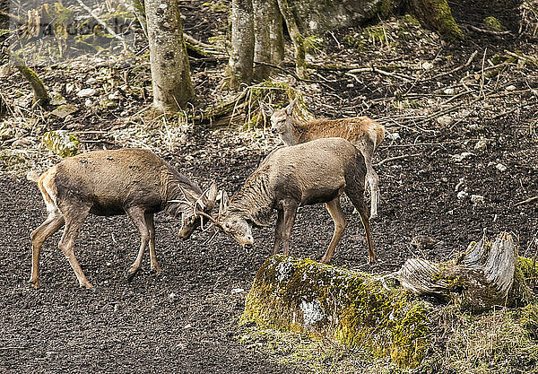 Zwei Rothirsche (Cervus elaphus)  die ihr Geweih zusammenpressen