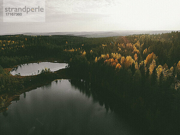 Drone Schuss von See inmitten von Kiefern gegen den Himmel im Wald bei Sonnenuntergang