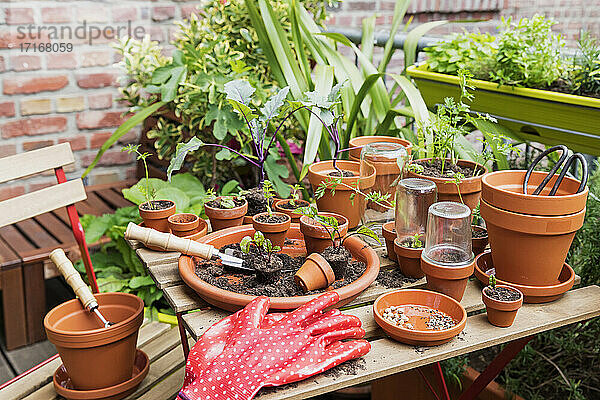 Kräuter und Gemüse aus dem Balkongarten