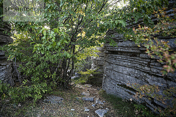 Griechenland  Epirus  Zagori  Pindos-Gebirge  Vikos-Nationalpark  Baum und Felsformation
