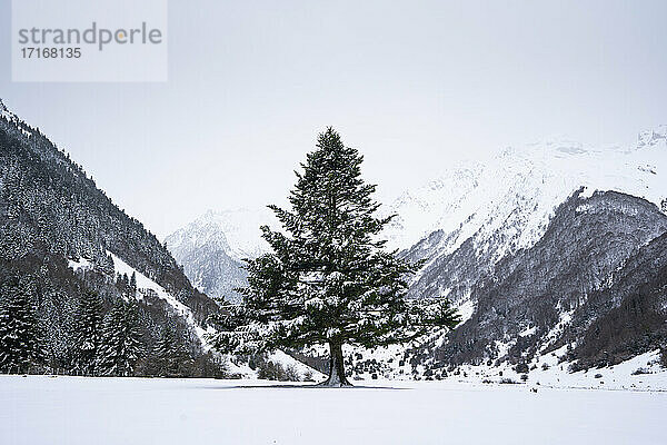 Tree in snow covered valley against clear sky and mountains