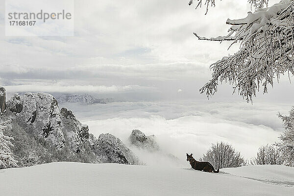 Hund überquert verschneite Landschaft