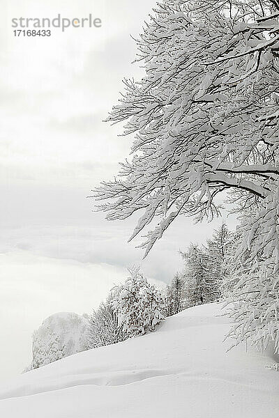 Bäume und Felder mit tiefem Schnee bedeckt
