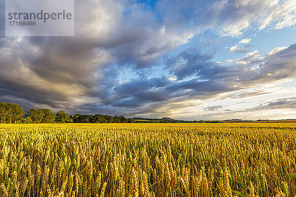 UK  Schottland  East Lothian  Gewitterwolken über einem Weizenfeld (Triticum)