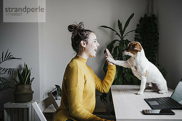 Playful woman giving high-five to dog while sitting at home office