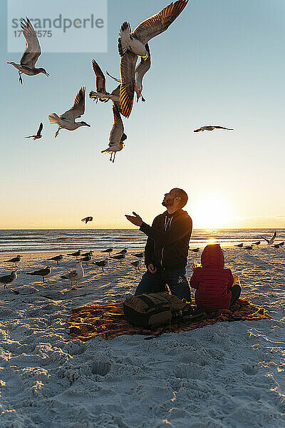 Seagulls flying over father and daughter at Siesta Key Beach during sunset