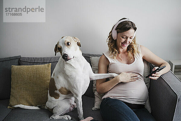 Hund berührt den Bauch einer schwangeren Frau auf dem Sofa zu Hause
